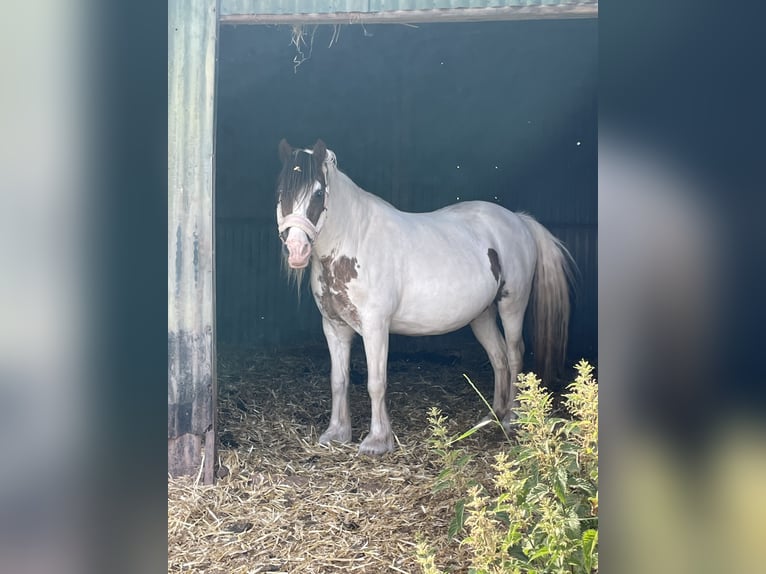 Gypsy Horse Mix Mare 15 years 13 hh Pinto in Mechernich