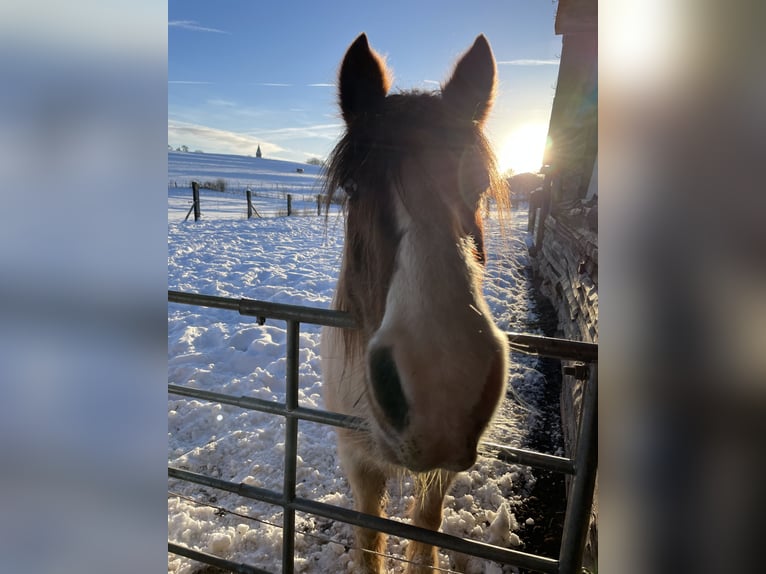 Gypsy Horse Mix Mare 15 years 13 hh Pinto in Mechernich