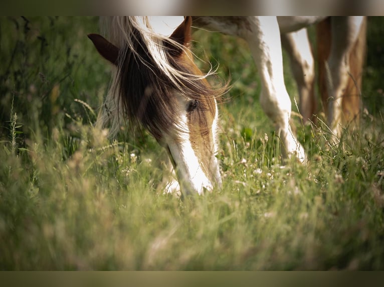 Gypsy Horse Mix Mare 15 years 13 hh Pinto in Mechernich