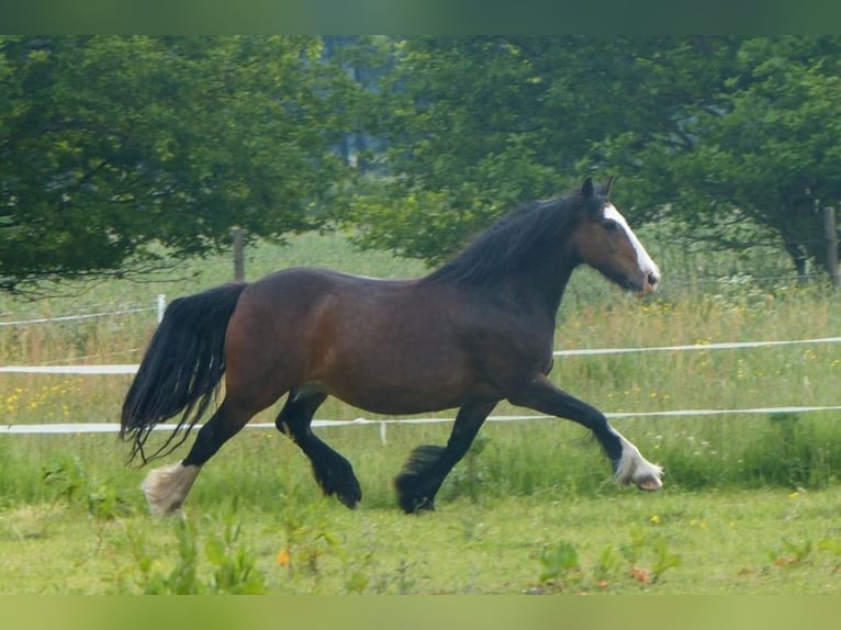 Gypsy Horse Mix Mare 15 years 13,1 hh Brown in Horstmar