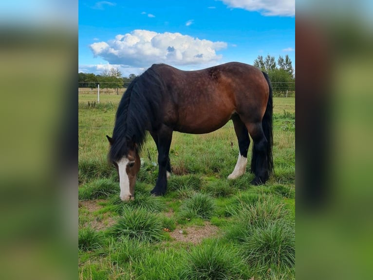 Gypsy Horse Mix Mare 15 years 13,1 hh Brown in Horstmar