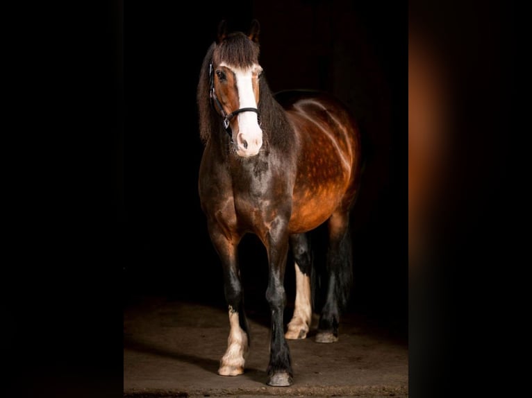 Gypsy Horse Mix Mare 15 years 13,1 hh Brown in Horstmar