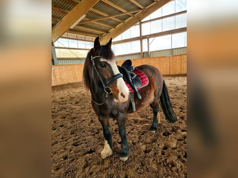 Gypsy Horse Mix Mare 15 years 13,1 hh Brown in Horstmar