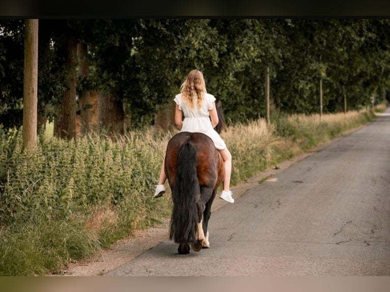 Gypsy Horse Mix Mare 15 years 13,1 hh Brown in Horstmar