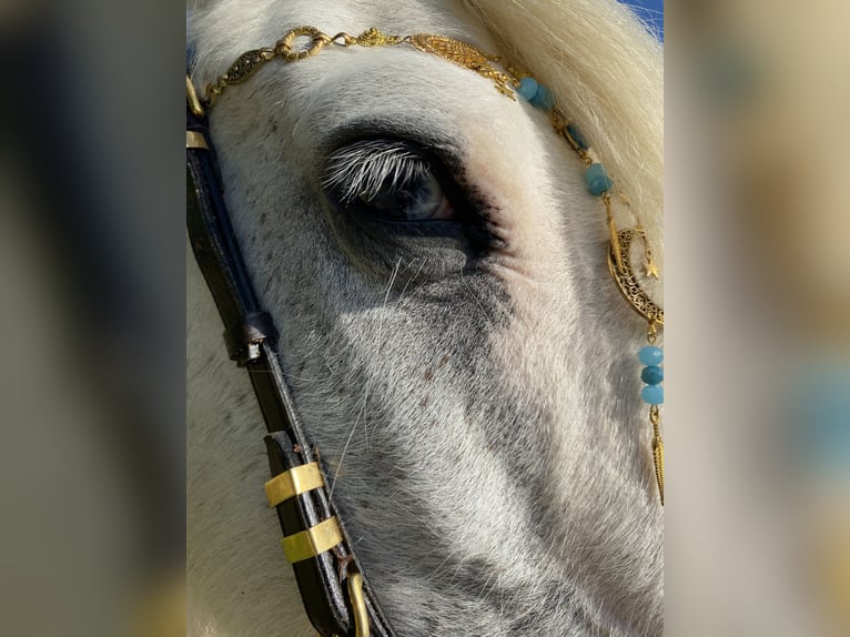 Gypsy Horse Mare 15 years 13,1 hh Gray in Wei&#xDF;enthurm