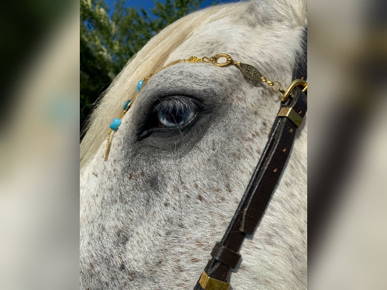 Gypsy Horse Mare 15 years 13,1 hh Gray in Wei&#xDF;enthurm