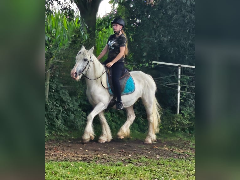 Gypsy Horse Mare 15 years 13,1 hh Gray in Wei&#xDF;enthurm