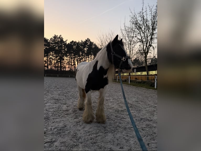 Gypsy Horse Mare 15 years 13,1 hh Pinto in Altenpleen
