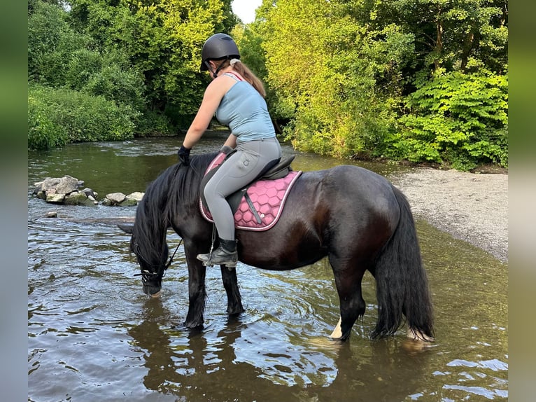 Gypsy Horse Mare 15 years 13,2 hh Black in Wei&#xDF;enthurm
