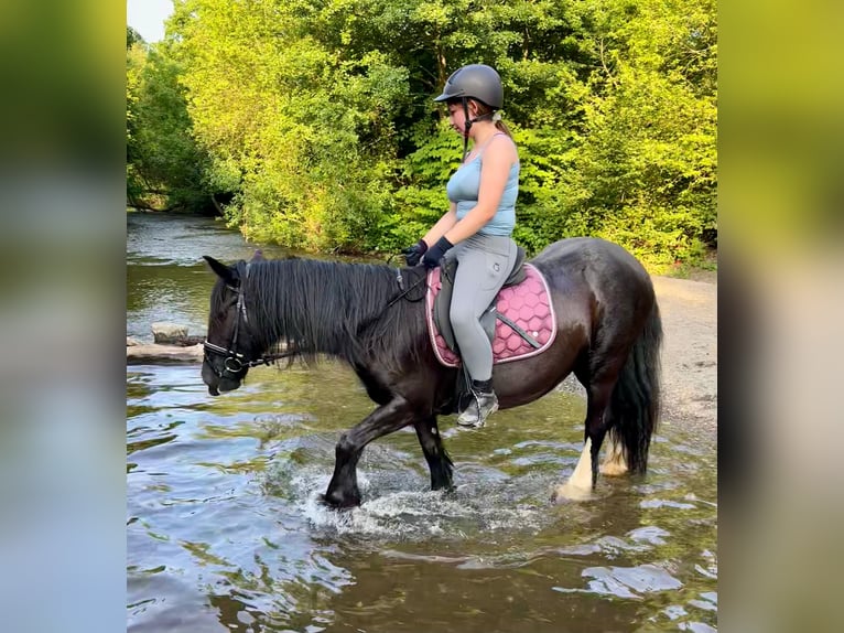 Gypsy Horse Mare 15 years 13,2 hh Black in Wei&#xDF;enthurm