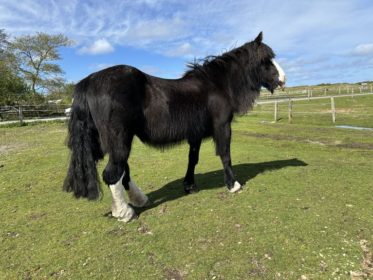 Gypsy Horse Mare 15 years 14,1 hh Smoky-Black in Norden Norden