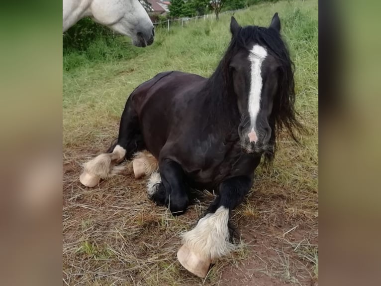 Gypsy Horse Mare 15 years 14.2 hh Black in Bad Hersfeld