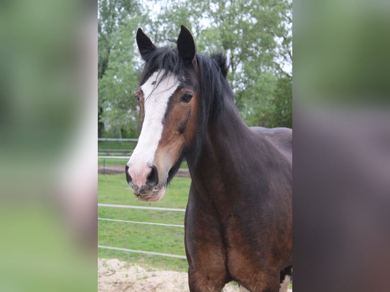 Gypsy Horse Mare 15 years 14.2 hh Brown in Rühstädt