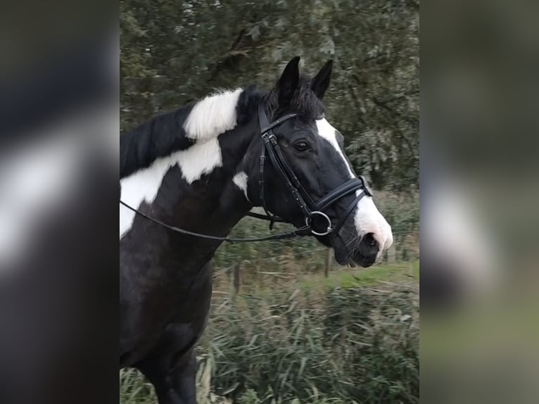 Gypsy Horse Mix Mare 15 years 14.3 hh Pinto in Moorweg