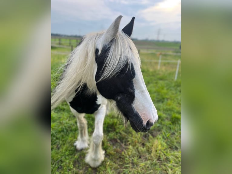 Gypsy Horse Mare 15 years 14,1 hh in Duisburg