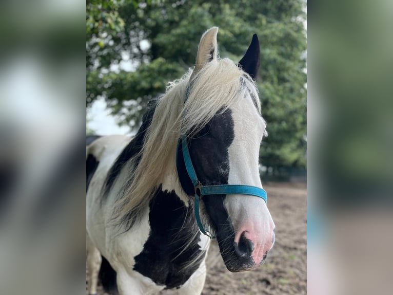 Gypsy Horse Mare 15 years 14,1 hh in Duisburg