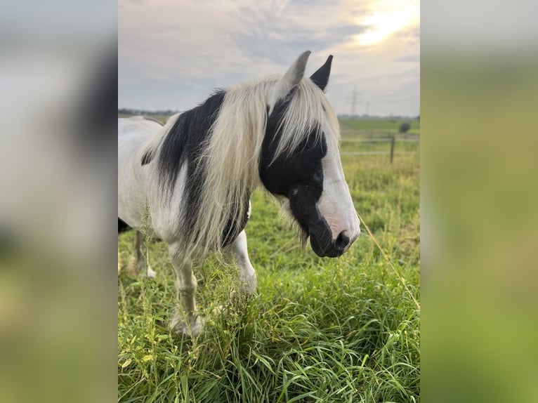 Gypsy Horse Mare 15 years 14,1 hh in Duisburg