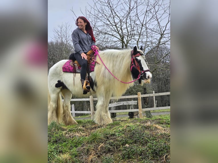 Gypsy Horse Mare 15 years 14,1 hh Pinto in Linkenbach
