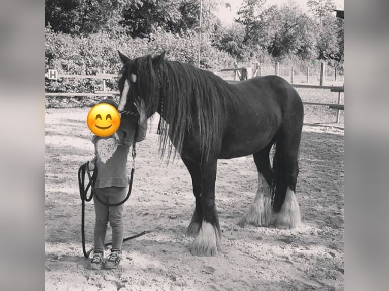 Gypsy Horse Mare 15 years 14,2 hh Black in Bad Hersfeld