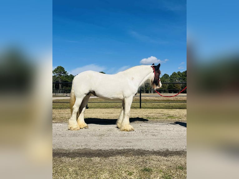 Gypsy Horse Mare 15 years 14,3 hh Overo-all-colors in Anahuac