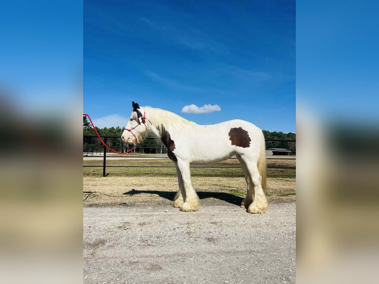 Gypsy Horse Mare 15 years 14,3 hh Overo-all-colors in Anahuac