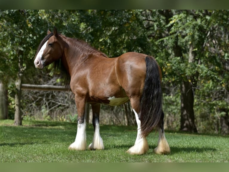 Gypsy Horse Mare 15 years 15,1 hh Bay in Lisbon, IA