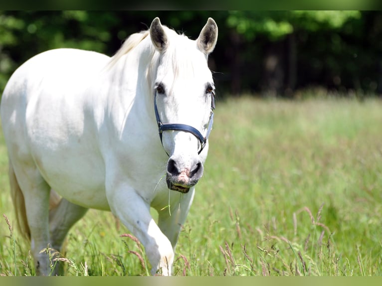 Gypsy Horse Mix Mare 15 years White in Oberursel