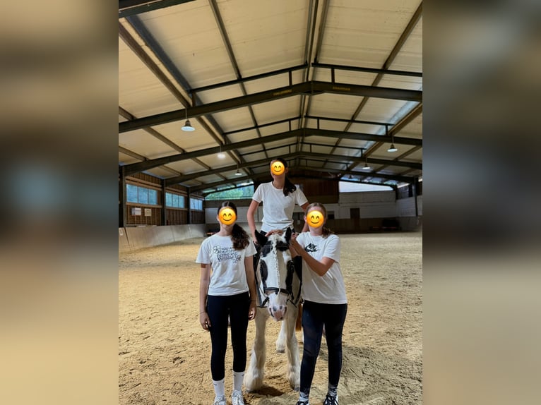 Gypsy Horse Mare 16 years 12,2 hh Pinto in Bad blumau