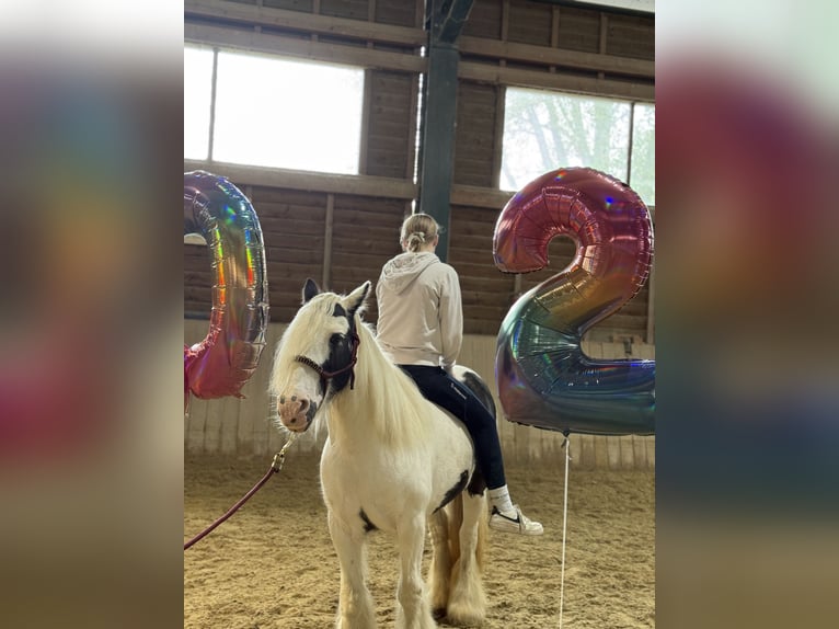 Gypsy Horse Mare 16 years 12,2 hh Pinto in Bad blumau Gypsy Horse Mare 16 years 12,2 hh Pinto in Bad blumau