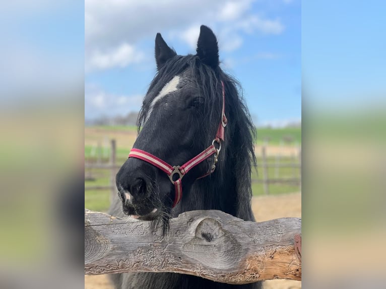 Gypsy Horse Mare 16 years 13.2 hh Black in Jettingen-Scheppach