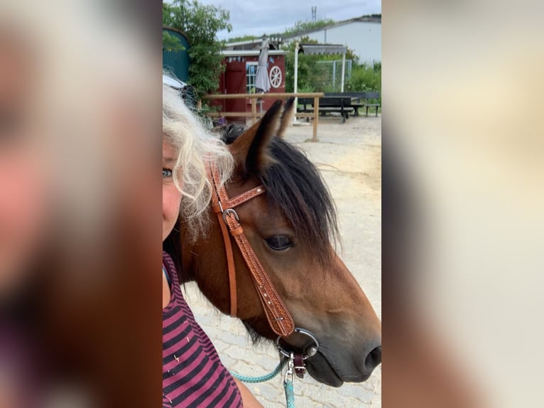 Gypsy Horse Mare 16 years 13,2 hh Brown in FröndenbergFröndenberg