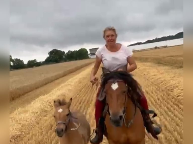 Gypsy Horse Mare 16 years 13,2 hh Brown in FröndenbergFröndenberg