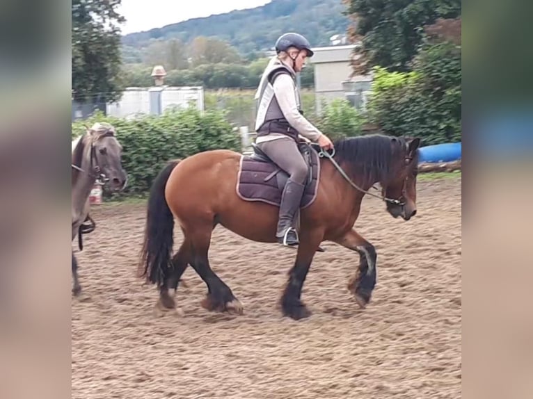 Gypsy Horse Mare 16 years 13,2 hh Brown in FröndenbergFröndenberg