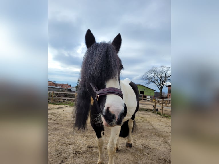 Gypsy Horse Mare 16 years 13,2 hh Pinto in Pronstorf