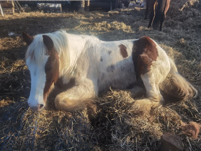 Gypsy Horse Mare 16 years 13,3 hh Pinto in Beilrode