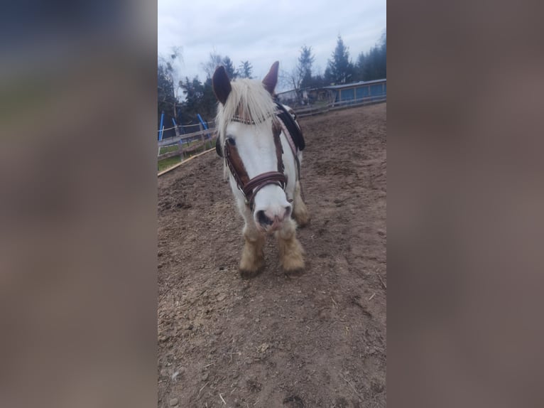 Gypsy Horse Mare 16 years 13,3 hh Pinto in Beilrode