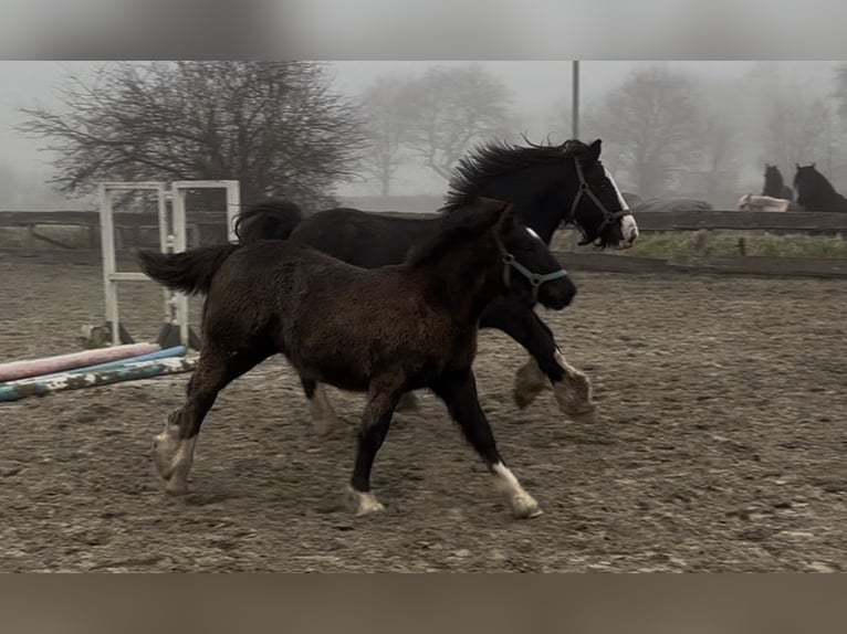 Gypsy Horse Mare 16 years 13,2 hh Black in Ostrohe