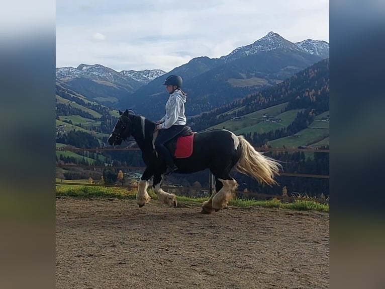 Gypsy Horse Mare 16 years 13,2 hh Leopard-Piebald in Alpbach