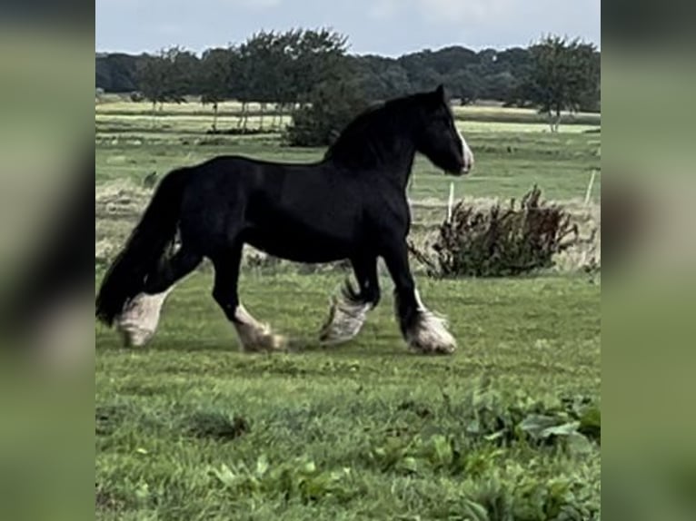 Gypsy Horse Mare 16 years 13,3 hh Black in NorderwöhrdenHeide