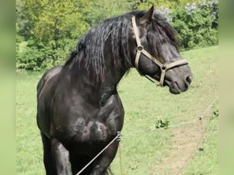 Gypsy Horse Mare 16 years 13,3 hh Black in NorderwöhrdenHeide