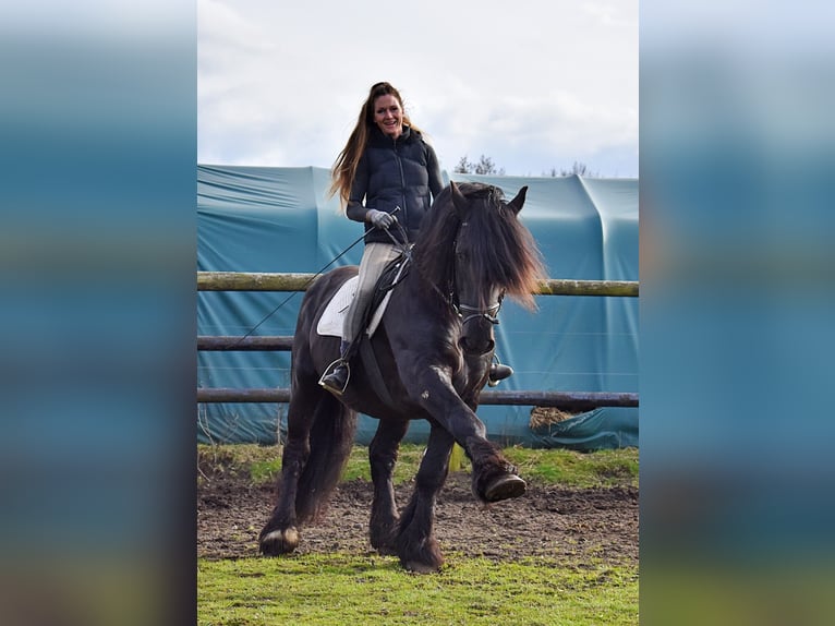 Gypsy Horse Mare 16 years 13,3 hh Black in NorderwöhrdenHeide
