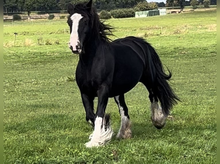 Gypsy Horse Mare 16 years 13,3 hh Black in NorderwöhrdenHeide