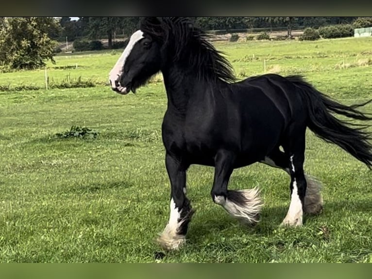 Gypsy Horse Mare 16 years 13,3 hh Black in NorderwöhrdenHeide