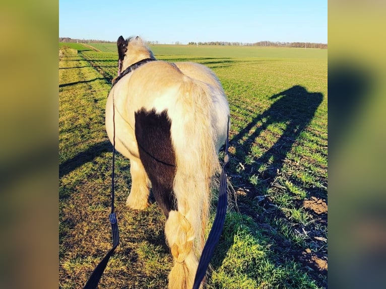 Gypsy Horse Mare 16 years 14,1 hh Pinto in Buhla