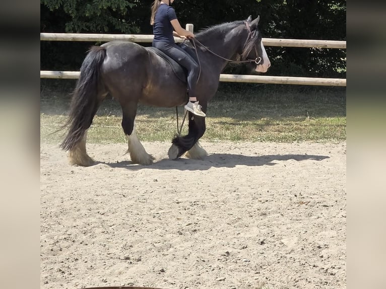 Gypsy Horse Mare 16 years 14.2 hh Black in Sankt Augustin