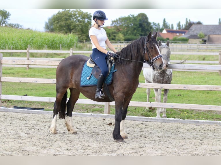 Gypsy Horse Mare 16 years 14,2 hh Brown in Bogaarden