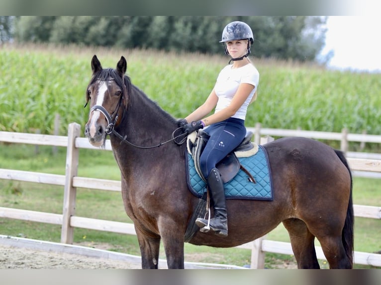 Gypsy Horse Mare 16 years 14,2 hh Brown in Bogaarden