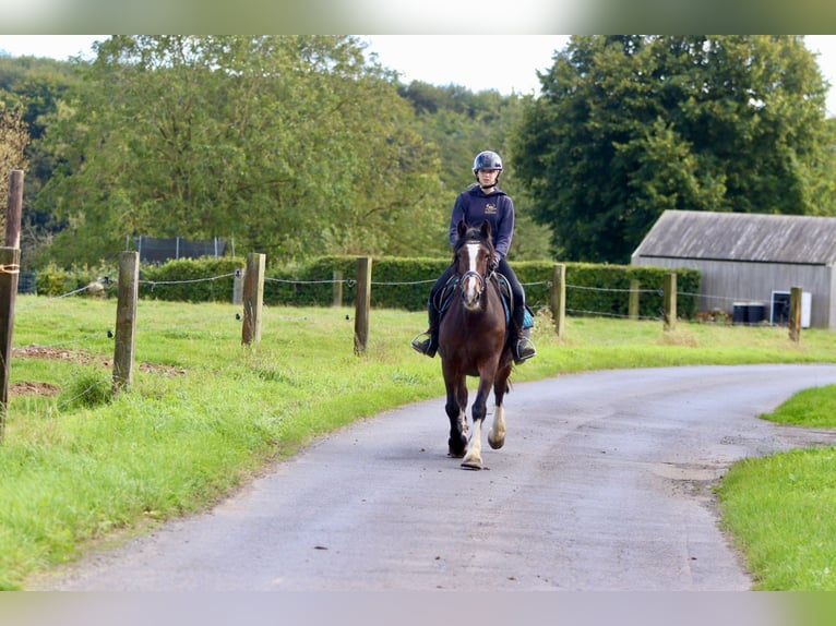 Gypsy Horse Mare 16 years 14,2 hh Brown in Bogaarden