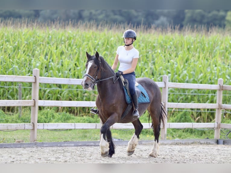 Gypsy Horse Mare 16 years 14,2 hh Brown in Bogaarden