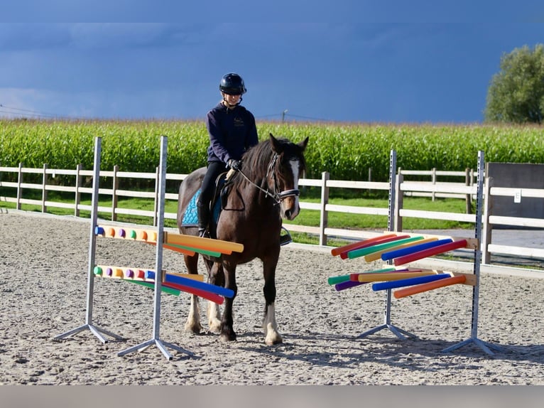 Gypsy Horse Mare 16 years 14,2 hh Brown in Bogaarden